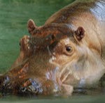 how to say hippopotamus